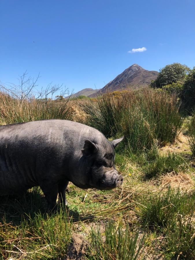 Дома для отпуска Letterfrack Farm Lodge house in Letterfrack village Connemara Леттерфрак-7